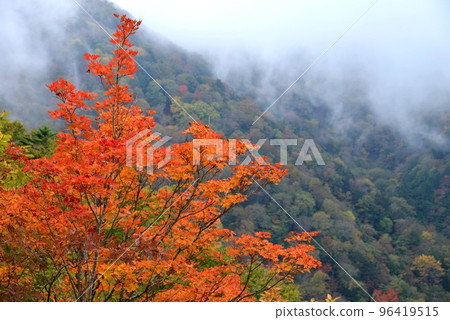 紅葉15(德島縣三好市東屋) 紅葉15(德島縣三好市東屋) 96419515