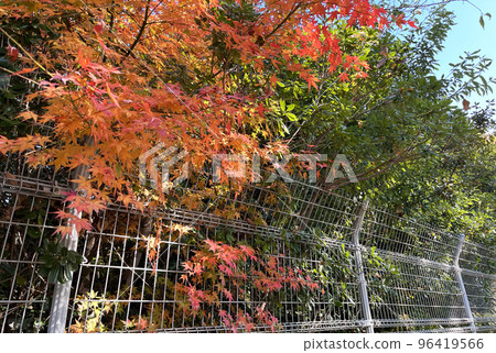 sunny promenade 96419566