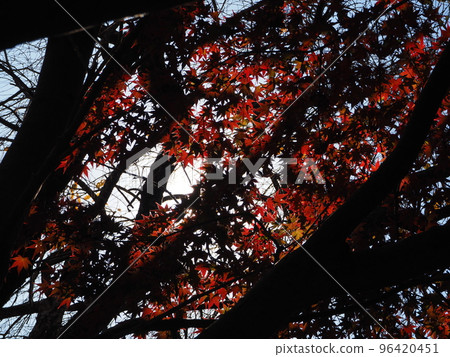 Maple leaves illuminated by the morning sun Maple leaves illuminated by the morning sun 96420451