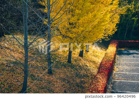 Parking lot ginkgo, light and shadow [Azumino in autumn] 96420496