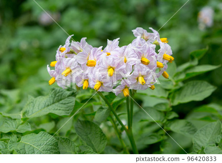 Flowering potato close-up. 96420833