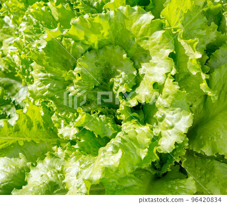 Green lettuce leaf background. Green lettuce leaf background. 96420834