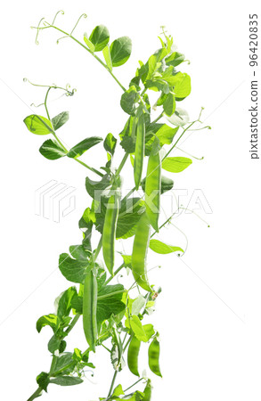 Green Peas Pod. Green Peas Pod. 96420835