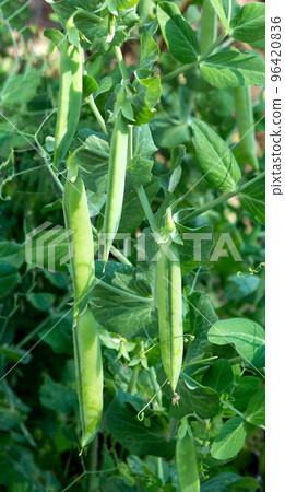 Peas plant growing Peas plant growing 96420836