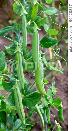 Peas plant growing Peas plant growing 96420837