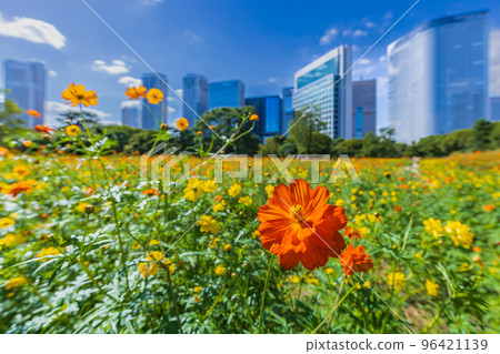 Cosmos flower garden and skyscrapers Tokyo autumn scenery 96421139