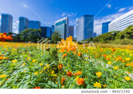 Cosmos flower garden and skyscrapers Tokyo autumn scenery Cosmos flower garden and skyscrapers Tokyo autumn scenery 96421140
