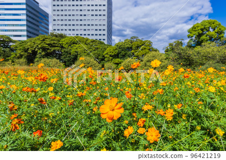 Cosmos flower garden and skyscrapers Tokyo autumn scenery 96421219