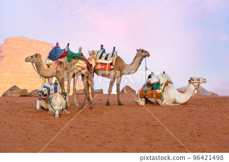 Camels in the desert Wadi Rum, Jordan 96421498