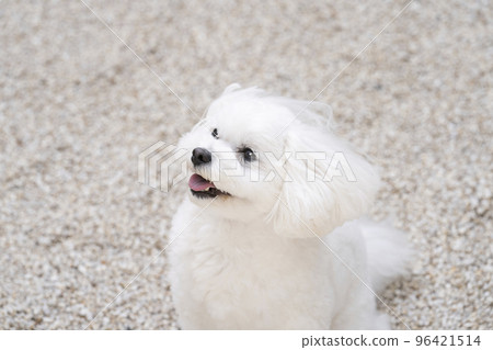 微笑的 maltipoo 玫瑰 微笑的 maltipoo 玫瑰 96421514