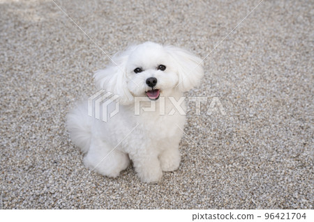 smiling maltipoo rose 96421704