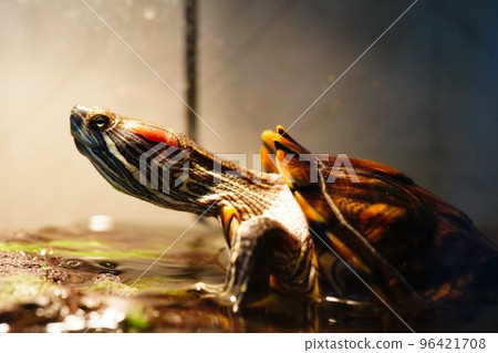 Red-eared slider turtle Red-eared slider turtle 96421708