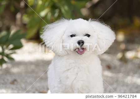 微笑的 maltipoo 玫瑰 96421784