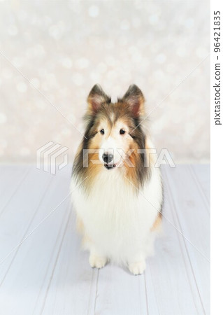 喜樂蒂牧羊犬 (Shelties) 喜樂蒂牧羊犬 (Shelties) 96421835