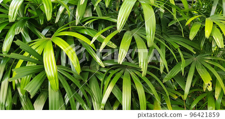 closeup nature view of green leaf and palms background. tropical plants, tropical leaf closeup nature view of green leaf and palms background. tropical plants, tropical leaf 96421859