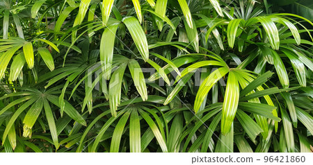 closeup nature view of green leaf and palms background. tropical plants, tropical leaf closeup nature view of green leaf and palms background. tropical plants, tropical leaf 96421860