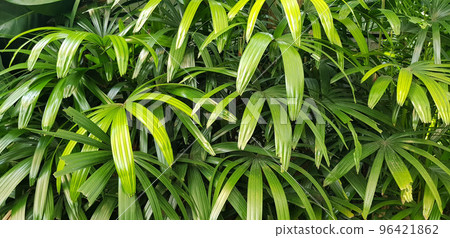 closeup nature view of green leaf and palms background. tropical plants, tropical leaf closeup nature view of green leaf and palms background. tropical plants, tropical leaf 96421862
