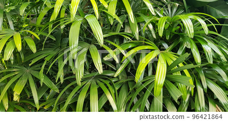 closeup nature view of green leaf and palms background. tropical plants, tropical leaf closeup nature view of green leaf and palms background. tropical plants, tropical leaf 96421864