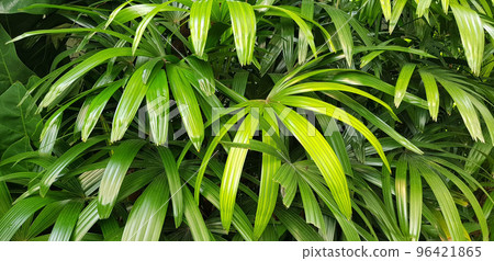 closeup nature view of green leaf and palms background. tropical plants, tropical leaf closeup nature view of green leaf and palms background. tropical plants, tropical leaf 96421865