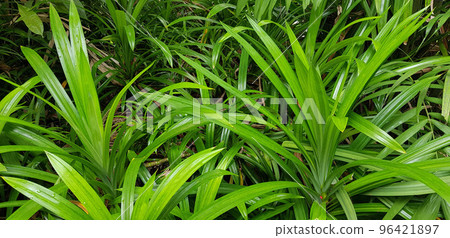 closeup nature view of green leaf and palms background. tropical plants, tropical leaf closeup nature view of green leaf and palms background. tropical plants, tropical leaf 96421897