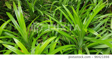 closeup nature view of green leaf and palms background. tropical plants, tropical leaf closeup nature view of green leaf and palms background. tropical plants, tropical leaf 96421898