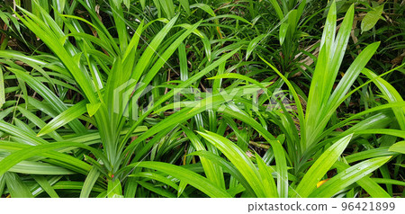 closeup nature view of green leaf and palms background. tropical plants, tropical leaf closeup nature view of green leaf and palms background. tropical plants, tropical leaf 96421899
