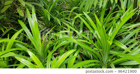 closeup nature view of green leaf and palms background. tropical plants, tropical leaf closeup nature view of green leaf and palms background. tropical plants, tropical leaf 96421900