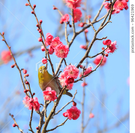 梅花和白眼 96421969