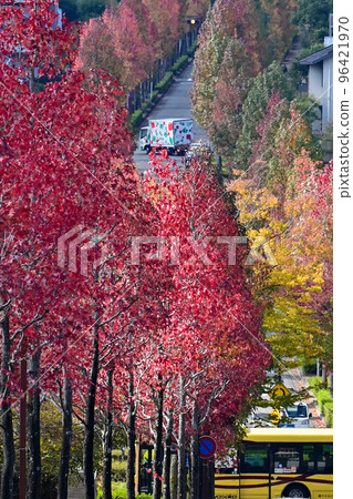 【京都】一排楓香樹變紅變美了 【京都】一排楓香樹變紅變美了 96421970