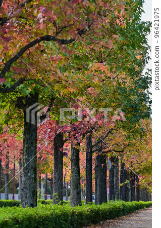 【京都】一排楓香樹變紅變美了 96421975