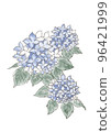 hydrangea   96421999
