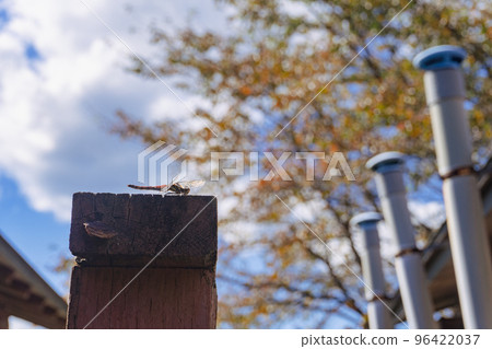 茜在秋天的天空下休息 96422037