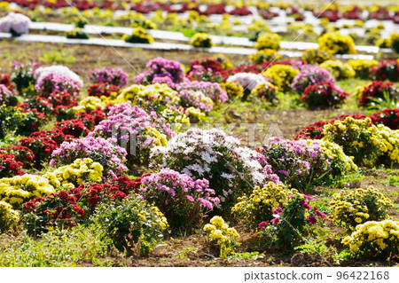 Chrysanthemum Akahori Kogiku no Sato 96422168