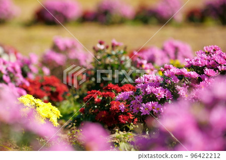 菊花赤堀小菊之裡 96422212