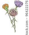 Carnation _ 01 96422276