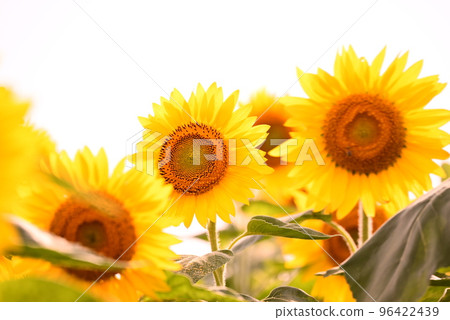 Summer flower Sunflower Summer flower Sunflower 96422439