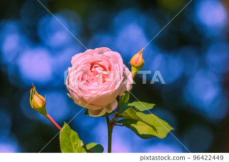 羅斯·馬琴佐伯 96422449