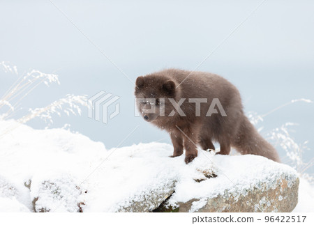 Close up of an Arctic fox standing in snow 96422517