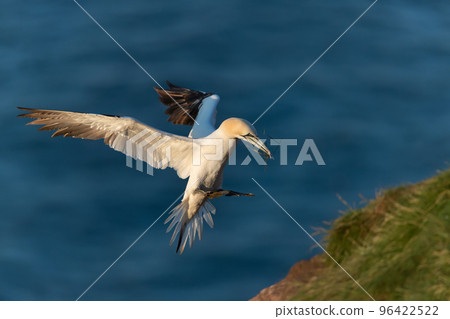 Northern gannet in flight with nesting material Northern gannet in flight with nesting material 96422522
