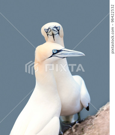 Close up of two Northern gannets on a cliff by the North sea Close up of two Northern gannets on a cliff by the North sea 96422532