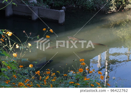 Autumn Yanase River (Kawagoe) ③ 96422762