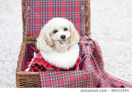 Malpu smiling in a wicker bag 96422954