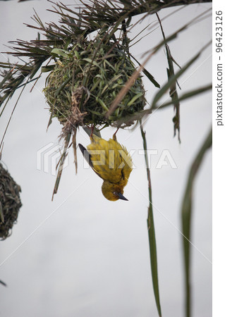 Weaver, bright African bird building his nest 96423126