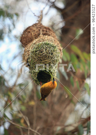 Weaver, bright African bird building his nest Weaver, bright African bird building his nest 96423127