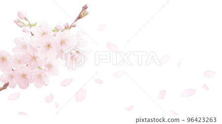 cherry blossom illustration real background 96423263