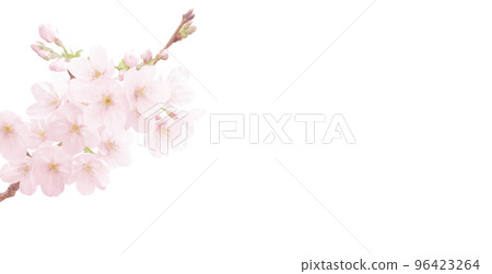 cherry blossom illustration real background 96423264