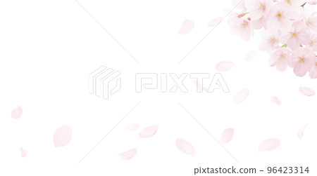 cherry blossom illustration real background 96423314