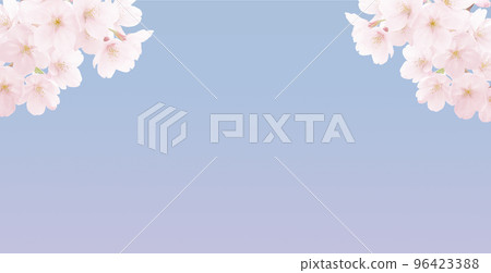 cherry blossom illustration real background 96423388