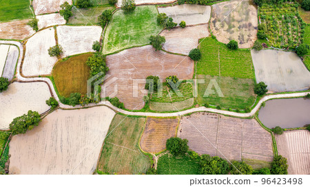 Ta Pa rice fields are beautiful in the morning 96423498