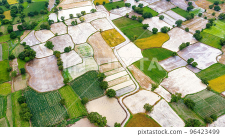 Ta Pa rice fields are beautiful in the morning 96423499